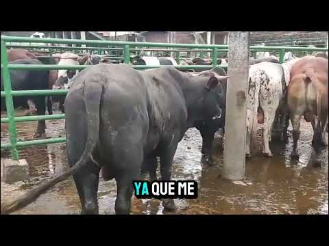 Feria Ganadera Guayatá Boyacá. 