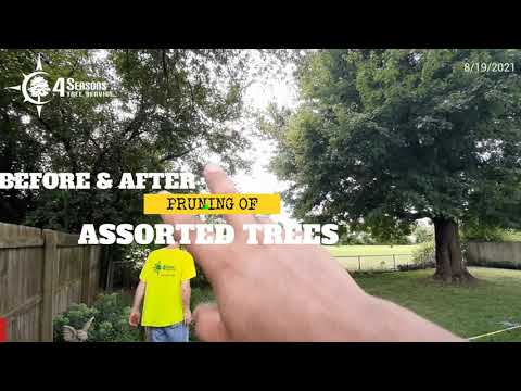 Pruned Various Trees - Project 2021-260 Suzy E - 4 Seasons Tree Service Springfield Missouri
