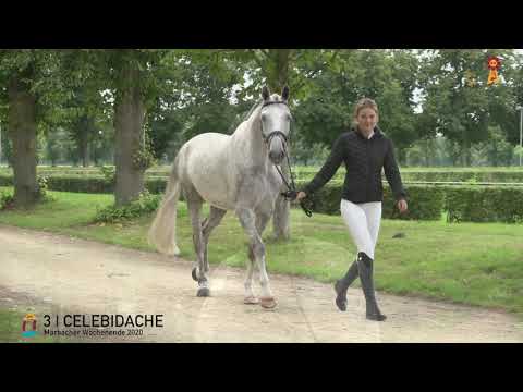 3 Celebidache v. Cellestial - Prinz Romadour *MARBACHER WOCHENENDE 2020*