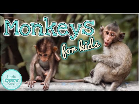 MONKEYS for Kids | Fun Monkey Facts for Children!