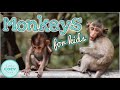 MONKEYS For Kids Fun Monkey Facts For Children