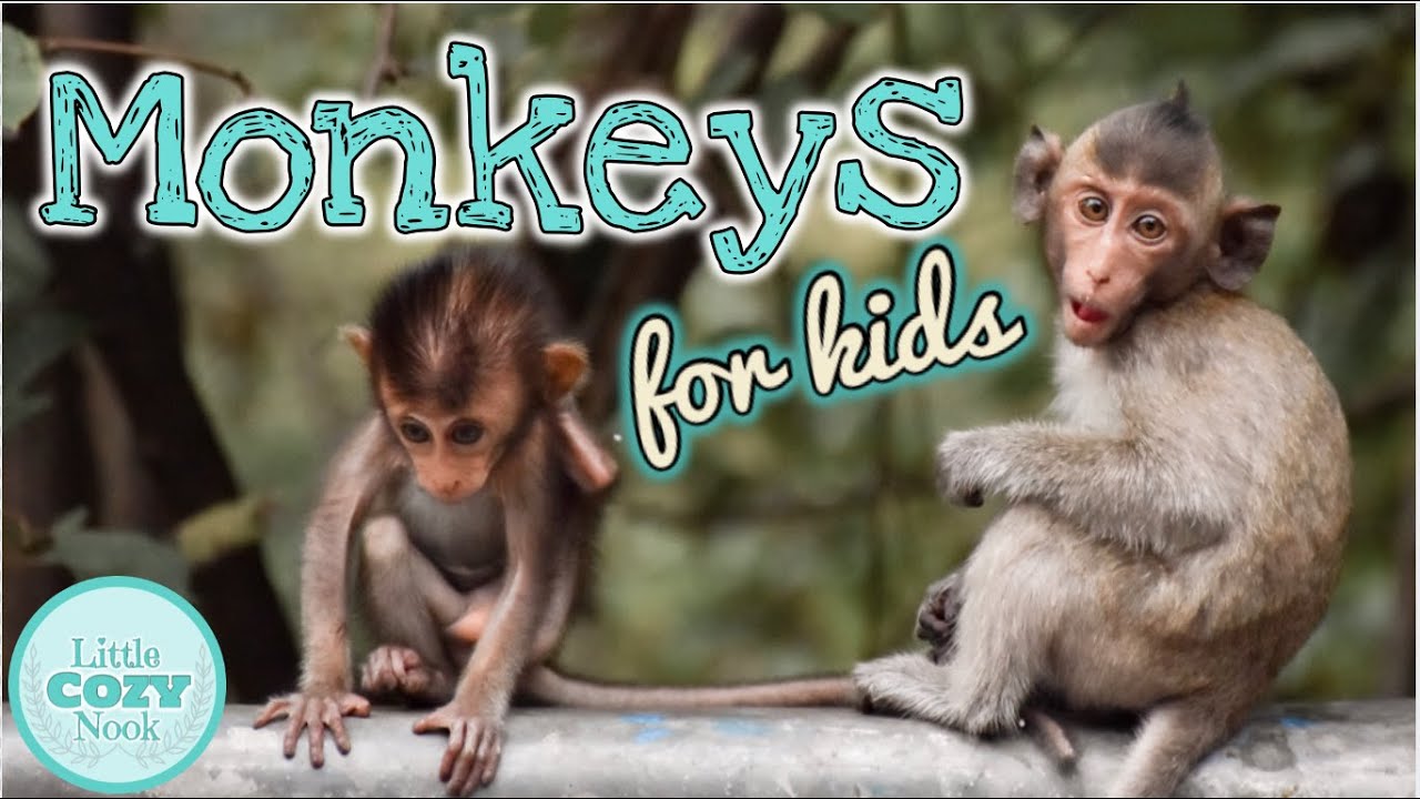 MONKEYS for Kids | Fun Monkey Facts for Children!