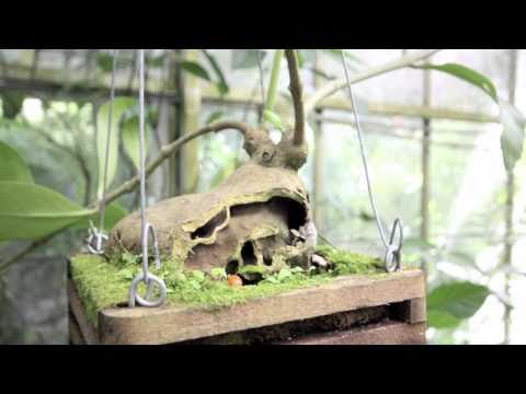 How to grow Ant-House plants, so strange!