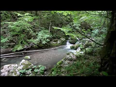 Cheile Ribicioarei din Hunedoara