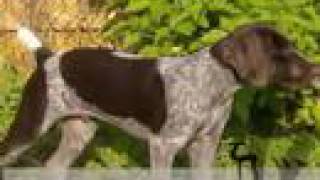 Gunner My new puppy (Moody Blues My Little Lovely)