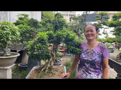 XIN GIAO LƯU MỘT SỐ CÂY BONSAI