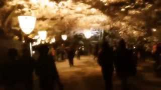 preview picture of video '2014　弘前　桜祭り　japan hirosaki cherry blossoms'