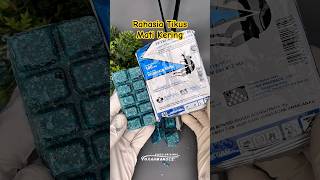 Download lagu Ternyata ini Rahasia tikus dirumah bisa mati kering dan gak berbau.#racuntikus #petrokum #obattikus mp3