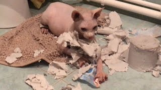 МОЯ БУМАГА..... Масик это что такое?? Канадский и Донской сфинкс