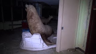 ふらっと探索実況　心霊スポット？　羽〇町築別炭砿廃校３階～終わり