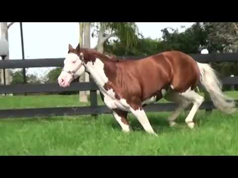 100 - MJ ROOSTERS GUN