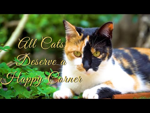 Cats DESERVE to LIVE with DIGNITY | Our Cats ENJOY their HAPPY CORNER