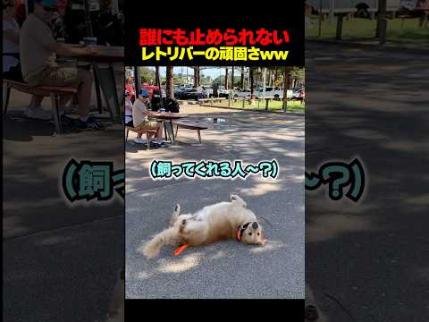 絶対に帰らないレトリバーww