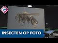 Naturalis gaat tienduizend insecten digitaliseren