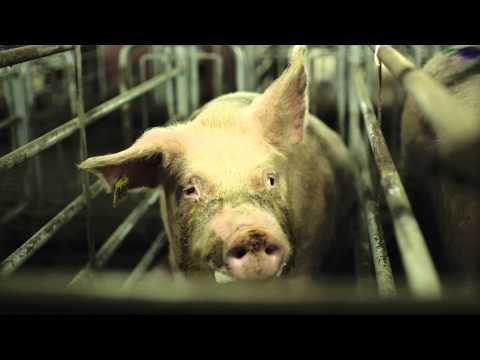 afbeelding Wild Zwijn