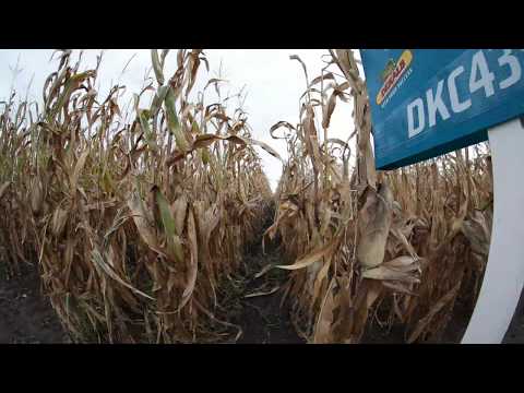 Dekalb DKC4351 kukorica vetőmag KukoricaVetőmag.hu Kft. 2017