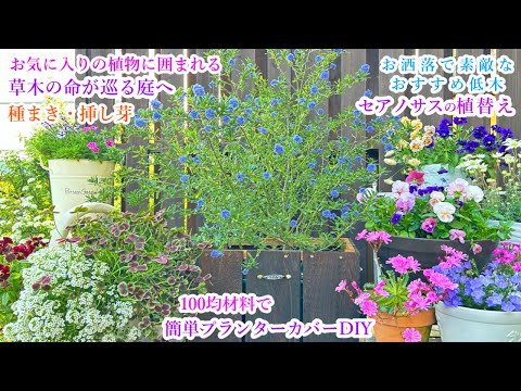 美しい青い花をより効果的に活用するには、セアノサスをいつ、どのように植えればよいでしょうか?  庭園