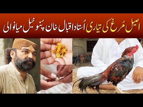 Aseel Murga Ki Tyari Ki Khurak - How to Train Rooster