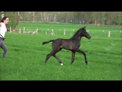 *2018 Hengstfohlen von Marc Cain - His Highness  SOLD!!!