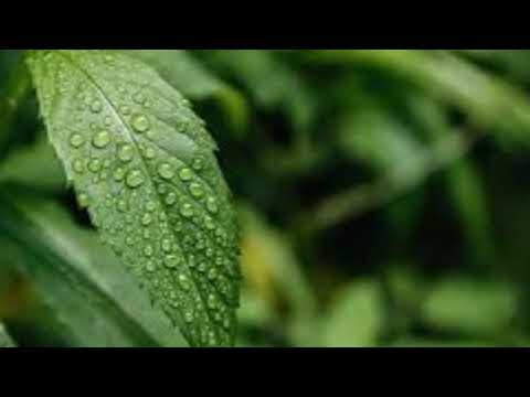 relaxing music ,natur images