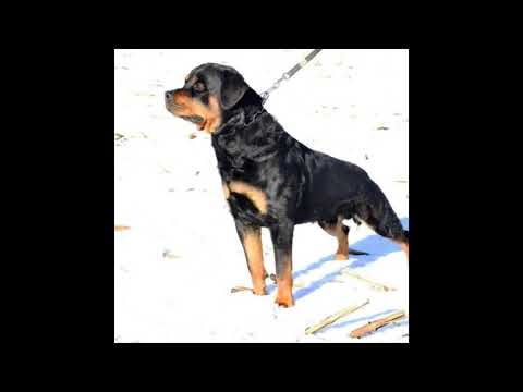 Rottweiler vom Schwarzen Grat