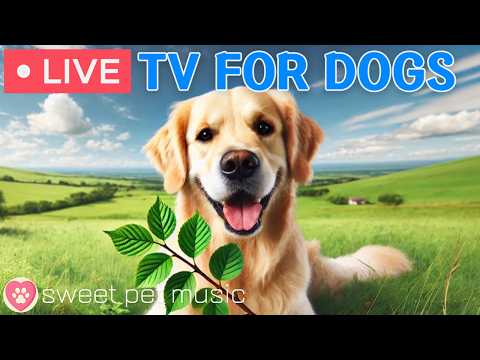 🔴24 Hours of Dog TV🎵🐶Calming Music for Dog Sleep🐾🩷Soothing Dog Music for Anti Stress and Anxiety