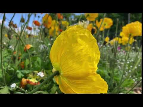 image : Samedi au jardin en Auvergne