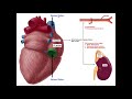 Freisetzung Und Funktionen Des Atrialen Natriuretischen Peptids ANP