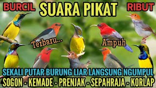 Download lagu Suara Pikat Sogon, Kemade, Prenjak, Sepahraja, Korlap 🕊️ Auto Ngumpul  mp3