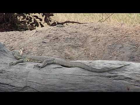 Djuma: Water Monitor Lizard - 08/18/19