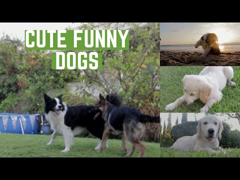 Labrador Puppies Funniest Dog Videos 2021 Funny Cute Animals Video Dogs Cute puppy 🐕