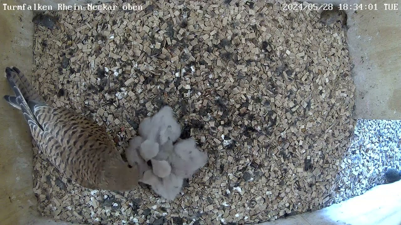 Sprühschiss bei den Turmfalkenküken | 28.05.2024