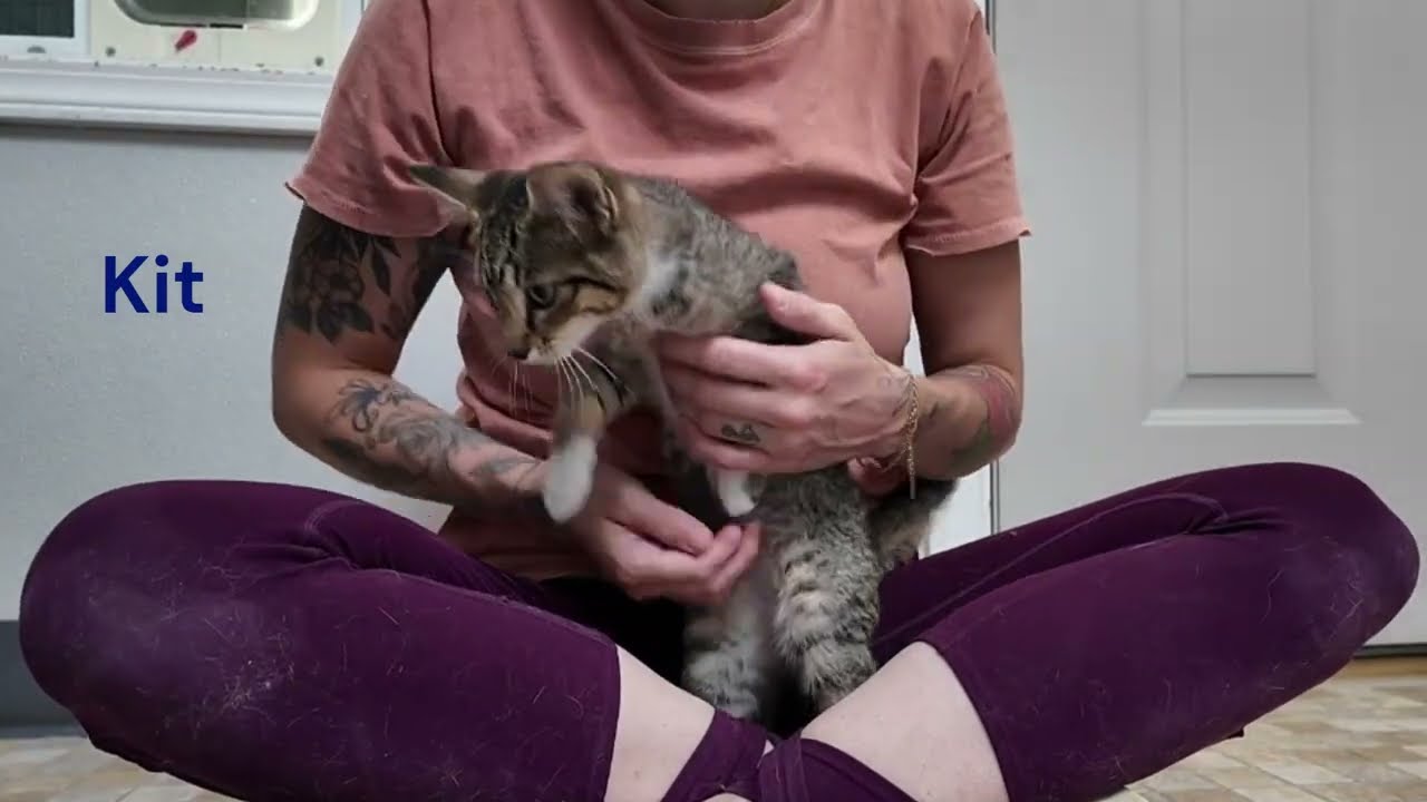 Enlarge Caboodle, an adopted mixed breed in Monroe, WA video 2/6