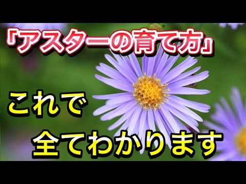 ゴールドヘアアスター 植物