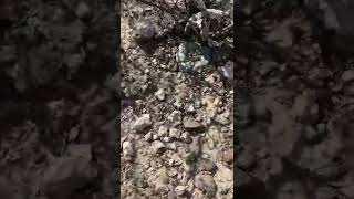 Where spirit gets eaten, John Trudell in the Peyote Gardens