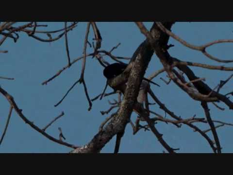 Part 2 Wild Earth Live Safari Drive at 7:30 AM on Sept 03, 2016