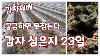 감자심은지23일 작년과 비교해 보기 성장속도 [감자재배방법]