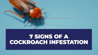 7 Signs of a Cockroach Infestation