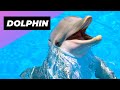 Dolphin The Dark Side Of Dolphins