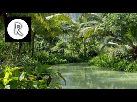 9 HOURS Rainforest │ Jungle Sounds - Natural sound of a rainforest for relaxation, yoga, SPA