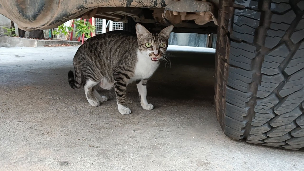 車の下に逃げ込むキジ白