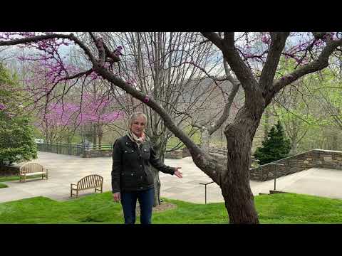 Clara Curtis on Eastern Redbuds