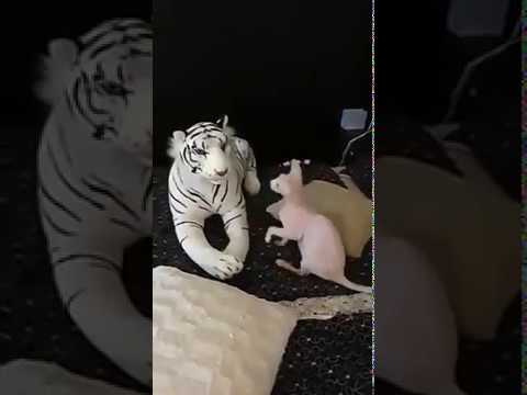 Cat sphynx attack tiger