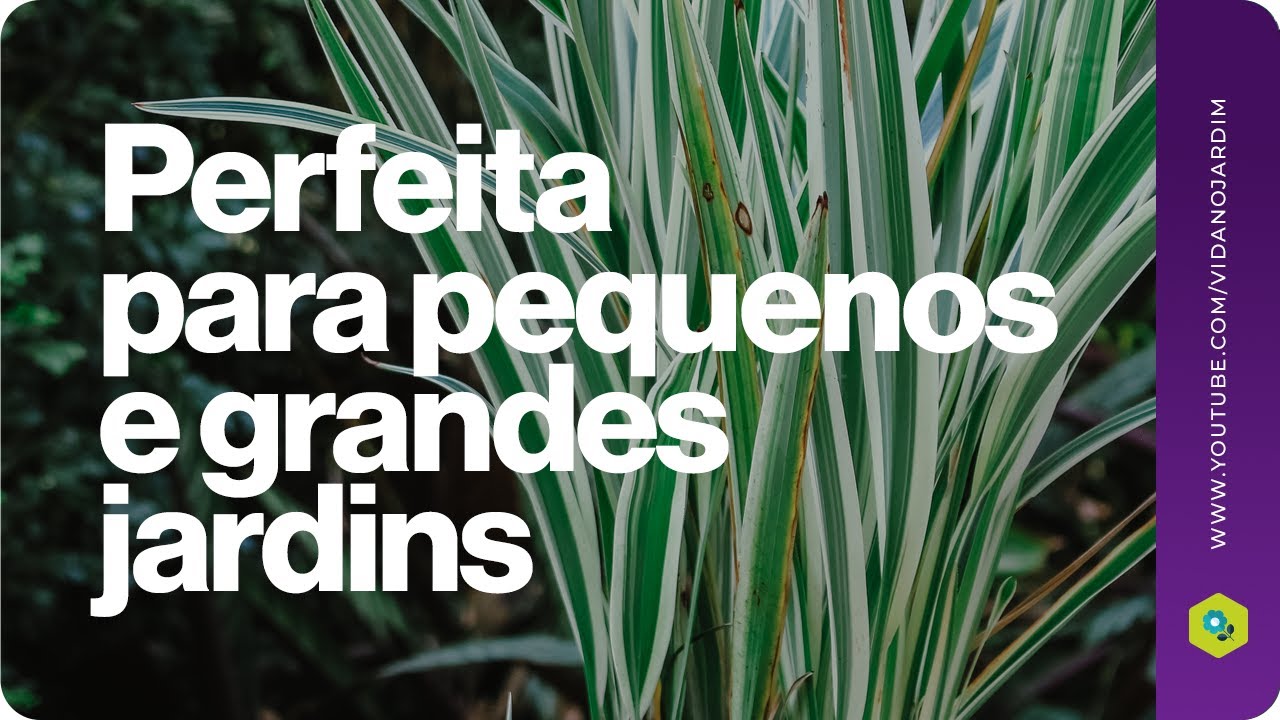 Uma planta perfeita para pequenos e grandes jardins