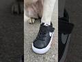 New shoes!! @nike #nike #12bucklemyshoe #meme #funny #dogs #fashion #drip