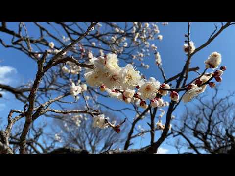 「私のICUのお気に入りの場所」～梅の花～