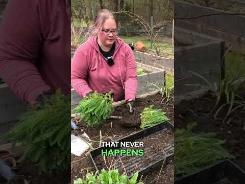 Dividing a New Yarrow #YarrowLove #GardenGrowth #DivideAndGrow