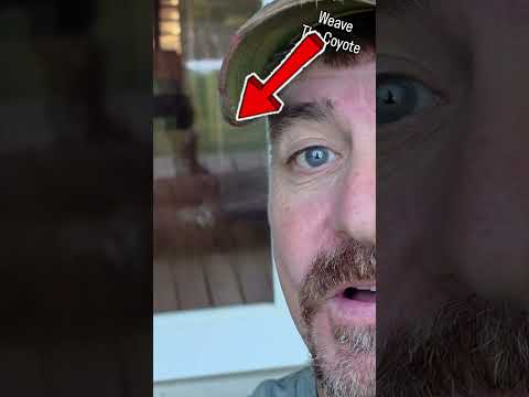 HAPPY SUNDAY! 🐺 🐶 #weavethecoyote #coyote #cute #animals #animal #nature #tractor #farmer #sports 