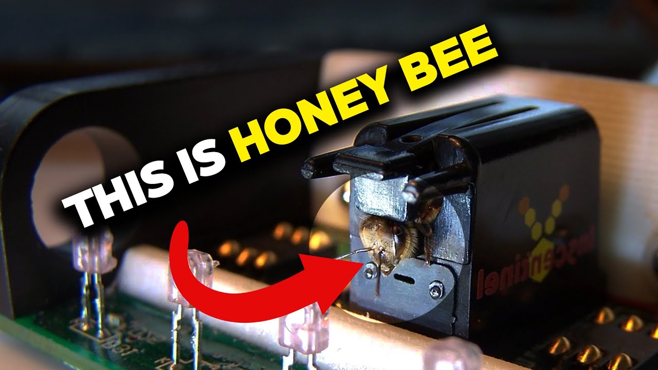What Are These People Doing to The Bees?