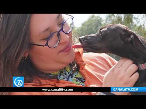 Video: Centro de Transferencia Canina, refugio de perritos rescatados del metro